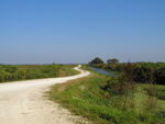 Dirt road runs through shrubbery and marshland, Leesburg, Florida