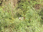 A patch of shrubbery and white wildflowers in Leesburg