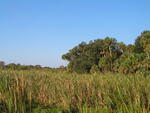 A field of tall grass and palm trees in Leesburg with blue sky in the background by Florida Ornithological Society
