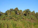 A field of tall grass and palm trees sits serenely in Leesburg by Florida Ornithological Society