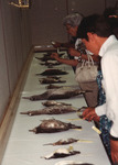 Peggy Powell and other Florida Ornithological Society (FOS) members study a row of bird skins at the 1994 meeting in West Palm Beach