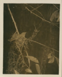 Bird Looking Out from Nest by Samuel A. Grimes
