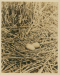 Sandhill Crane Nest by Samuel A. Grimes