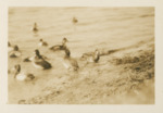Scaup Ducks by Wray H. Nicholson