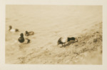 Scaup Ducks B by Wray H. Nicholson