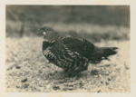 Spruce Grouse by Samuel A. Grimes