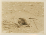 Willet on Nest by Chamberlain and Alexander Sprunt Jr.