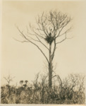 Young [illegible] at Eagle Nest on Merritt Island by Samuel A. Grimes