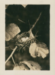 Acadian Flycatcher Nest by Samuel A. Grimes