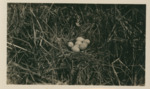 Aramus Pictus Nest by Samuel A. Grimes