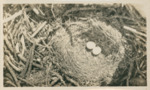 Bald Eagle Nest by Samuel A. Grimes