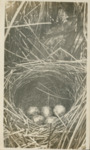 Brewer's Blackbird Nest by Samuel A. Grimes
