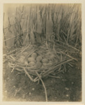 Canada Goose Nest by Samuel A. Grimes