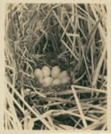 Cinnamon Teal Nest by Samuel A. Grimes
