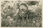 Killdeer Female at Nest in Illinois Cemetery by Samuel A. Grimes