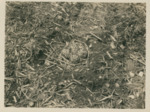 Killdeer Nest by Samuel A. Grimes