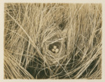 LeConte's Sparrow Nest by Samuel A. Grimes