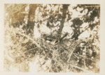 Loggerhead Shrike by Wray H. Nicholson