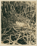 Mallard Nest by Samuel A. Grimes