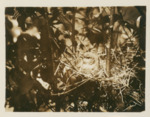 Mockingbird on Nest with 4 Eggs by Wray H. Nicholson