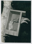 Bird Feeding Nestling Inside Birdhouse by Samuel A. Grimes