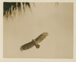 Bird Flying by Samuel A. Grimes