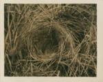 Bird in Nest by Samuel A. Grimes
