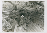Bird Nest on Palmettos by Samuel A. Grimes