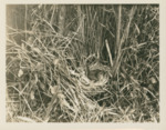 Bird Nested Among Grass by Samuel A. Grimes