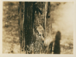 Bird Nesting in Split of Tree by Samuel A. Grimes