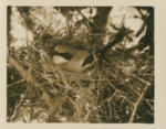 Bird Nesting in Tree by Samuel A. Grimes