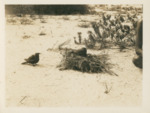 Bird Nesting on Beach by Samuel A. Grimes
