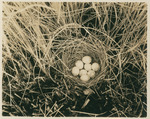 Black Rail Nest by Wray H. Nicholson