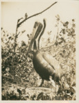 Brown Pelican, November 1933, To Mr. S.A. Grimes with compliments of Wray H. Nicholson by Samuel A. Grimes