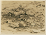 Closeup of Gulls Nesting on Beach by Samuel A. Grimes