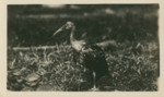 Dark Bird Standing on Grass by Samuel A. Grimes