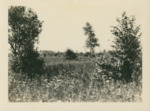 Field with Trees by Samuel A. Grimes
