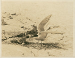 Gull Feeding Nestling by Samuel A. Grimes