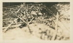 Hatchling Next to Two Eggs B by Samuel A. Grimes