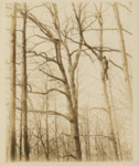 Man Climbing Tree by Samuel A. Grimes
