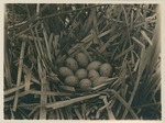 Nest and Eggs of Florida Gallinule by Samuel A. Grimes