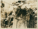 Nest in Tree Trunk by Samuel A. Grimes