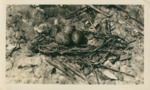 Nest on Rocks by Samuel A. Grimes