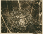Nest with Three Eggs by Samuel A. Grimes