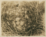 Nest with Three Eggs B by Samuel A. Grimes