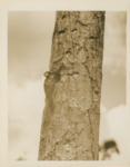 Pileated Woodpecker Near Knot by Samuel A. Grimes