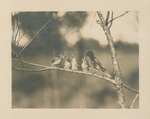Pine Warbler by Samuel A. Grimes