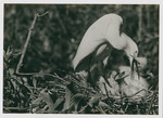 Snowy Egret Feeding Nestlings by Samuel A. Grimes