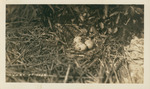 Three Eggs in Nest by Samuel A. Grimes