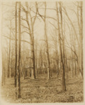 Trees in Field by Samuel A. Grimes